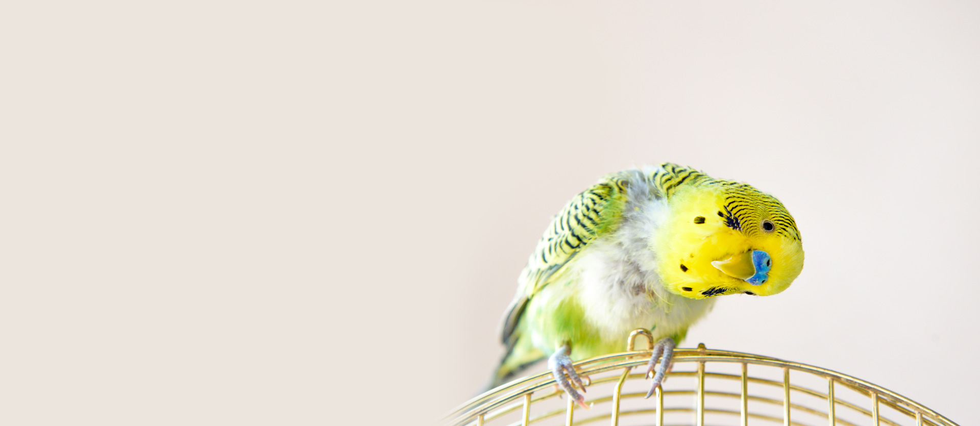 Top banner