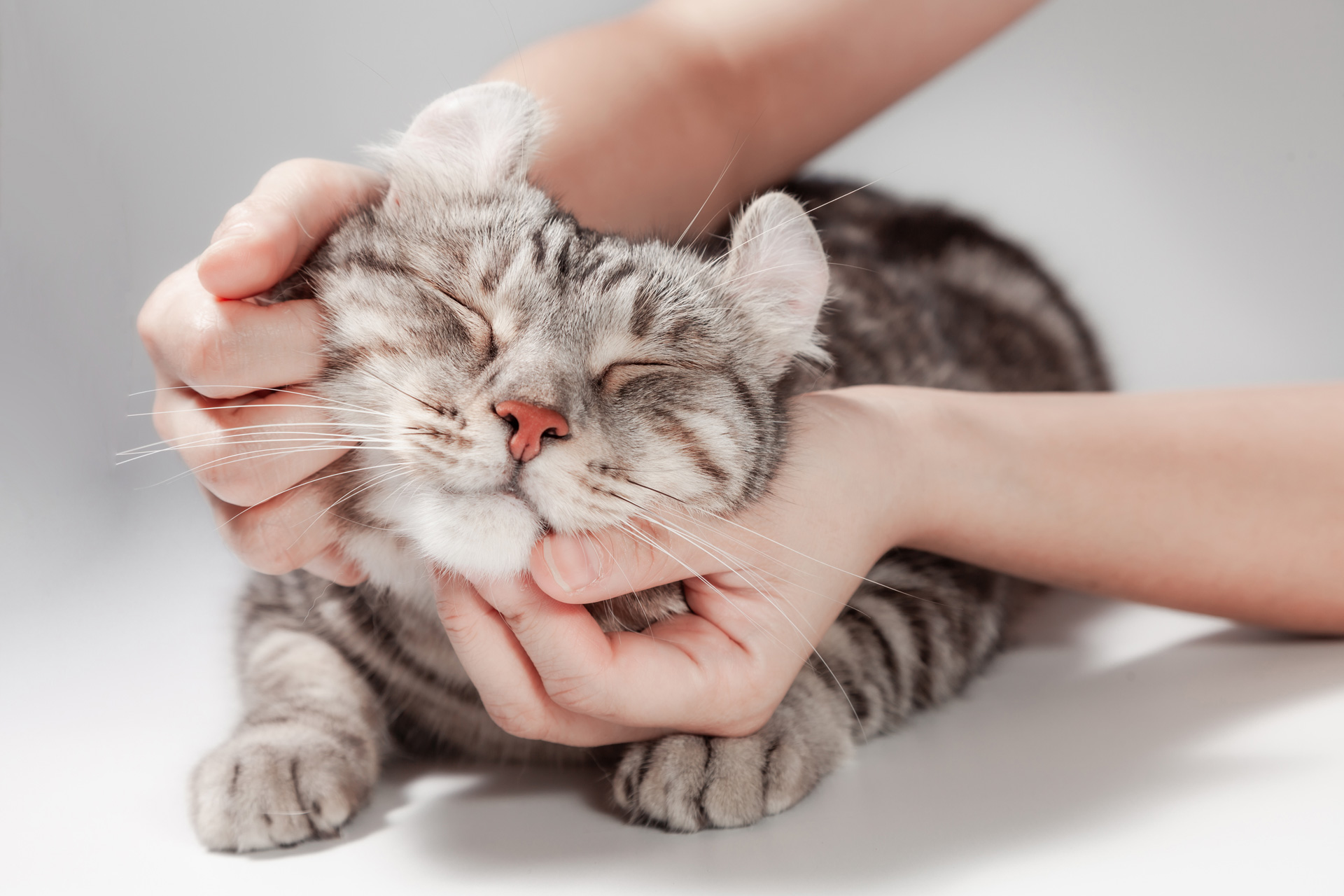 Kattenusning