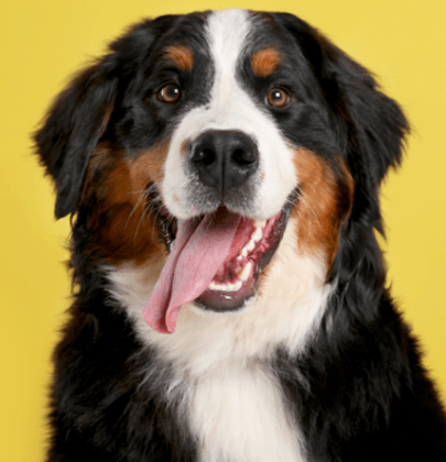 Berner Sennen hund