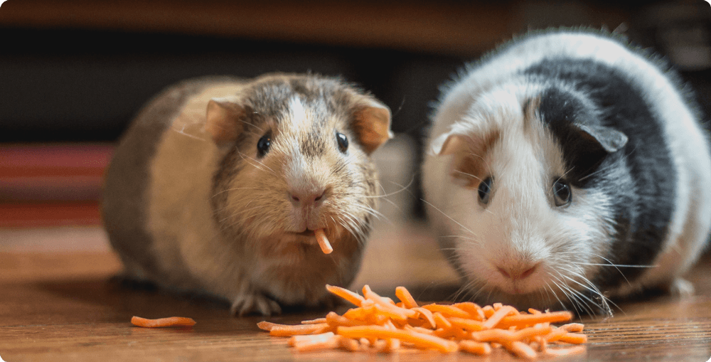 Hamster