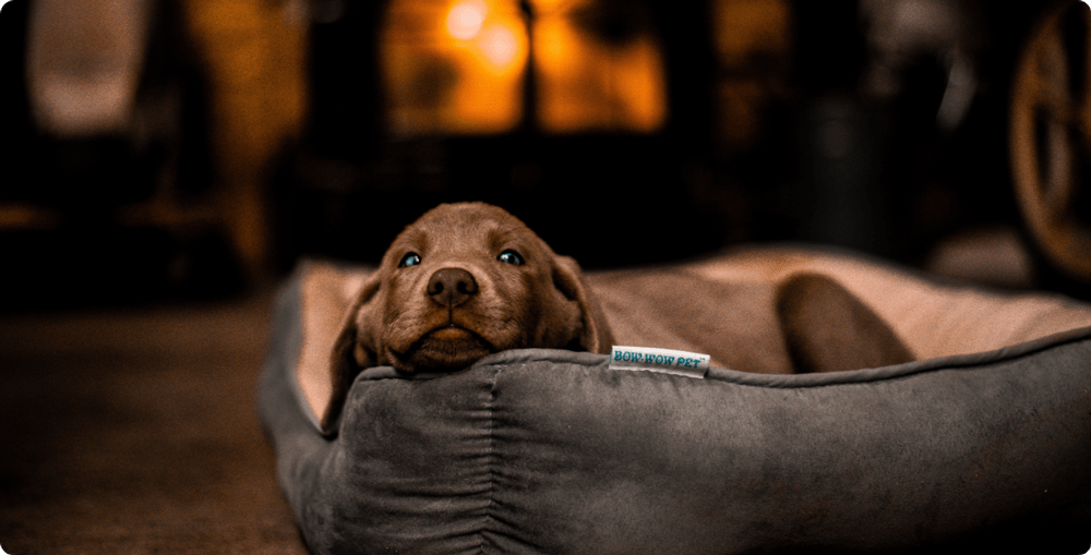 Hund