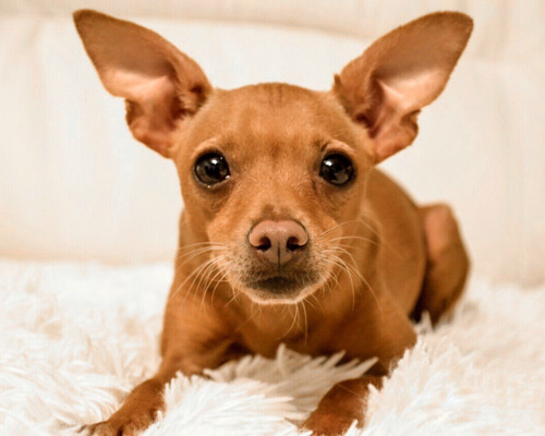 dvaergpinscher-hvid-sort-peber-salt