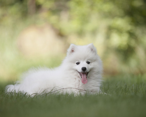 en-sjov-aktivitet-for-hund-og-ejer