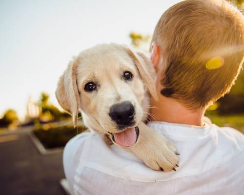 familiehund