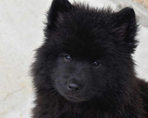 gode-raad-naar-man-koeber-hund