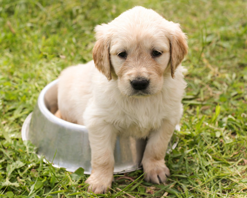 golden-retriever-en-ven-for-livet