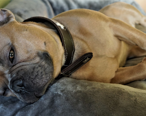 hvad-maa-hunde-hundehvalpe-faa-at-spise