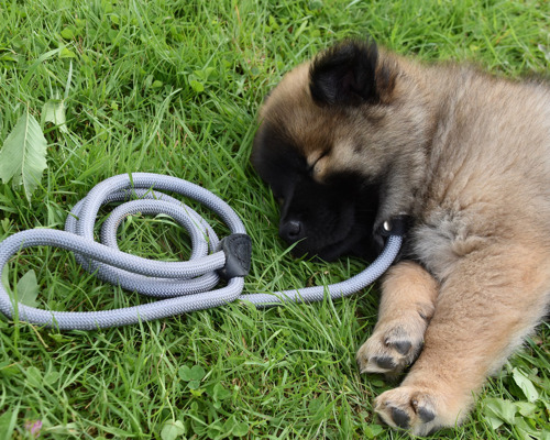 hvad-skal-man-vaere-opmaerksom-paa-hvis-man-skal-saelger-sin-hund