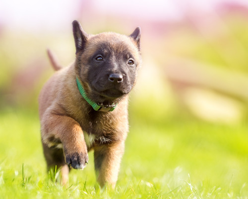 hvorfor-er-hunden-menneskets-bedste-ven