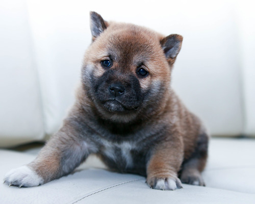 kan-din-hund-ikke-finde-ro