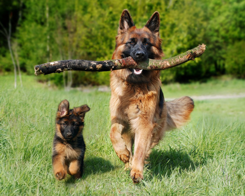 koeb-og-salg-af-hunde