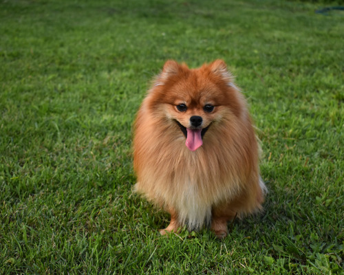 pomeranian-en-stor-personlighed