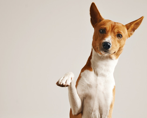 saadan-trimmer-du-din-hund-eller-kats-kloeer