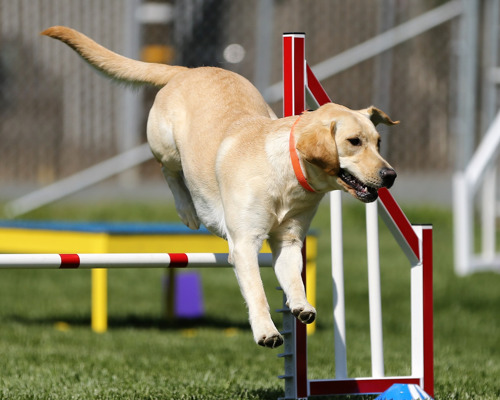 traen-din-hund-derhjemme