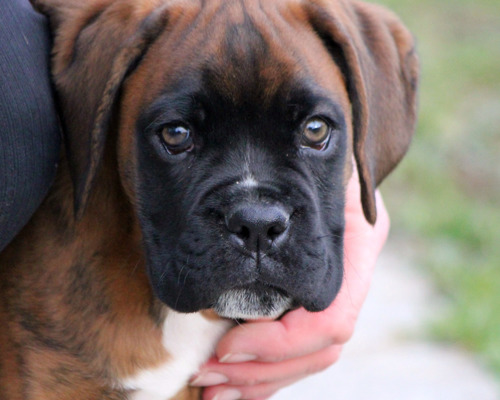 vaerd-og-vide-naar-man-skal-have-hunden-med-i-bilen