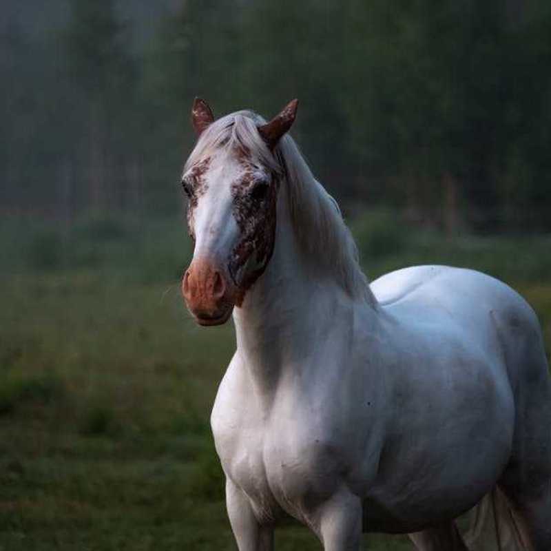 Akhal Tekiner