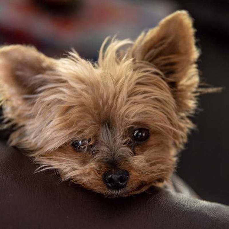 Australian Silky Terrier