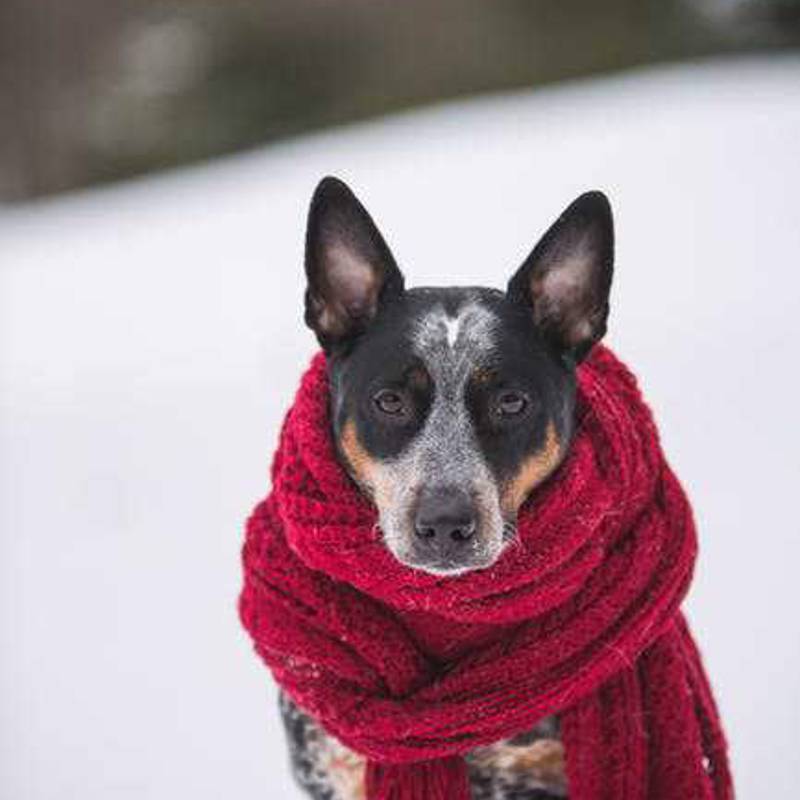 Australsk Cattle Dog