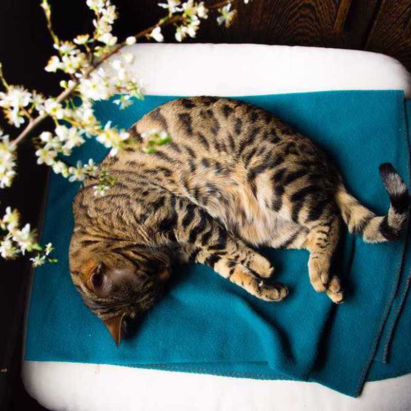 Bengal