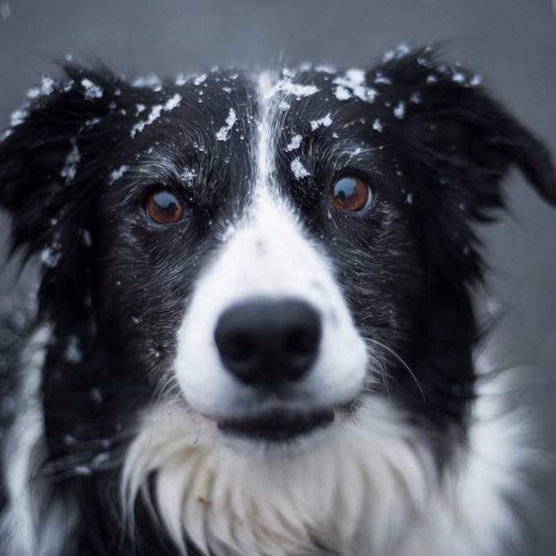 Border Collie