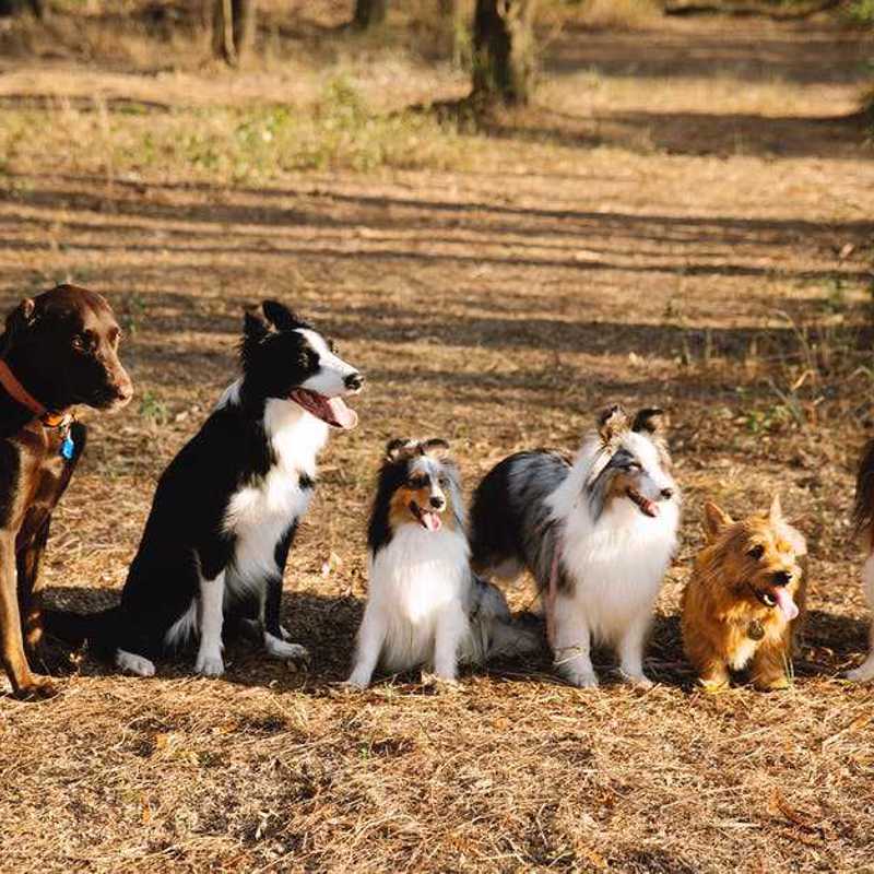 Border Terrier