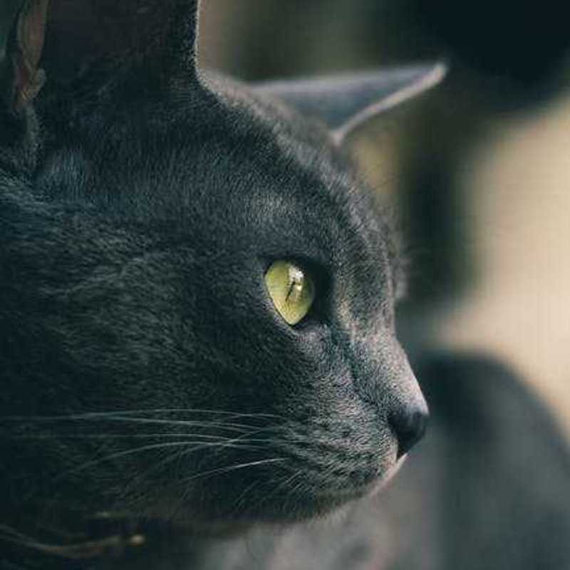 Chartreux