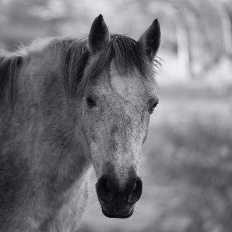 Cheval De Merens