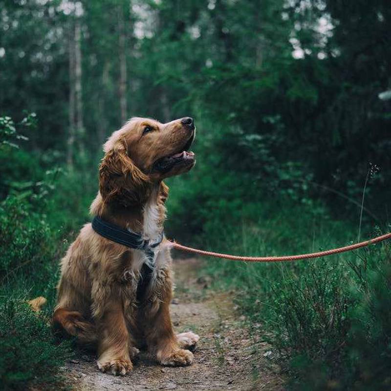 Cocker Spaniel