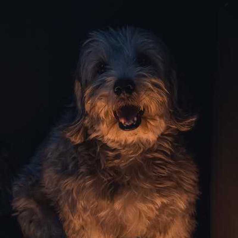 Dandie Dinmont Terrier