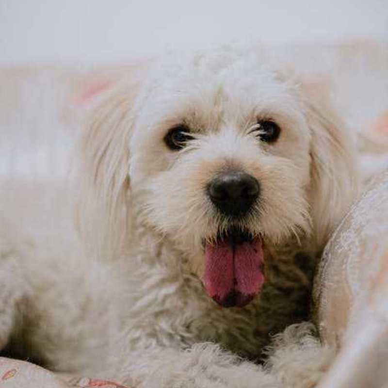 Dogo Canario