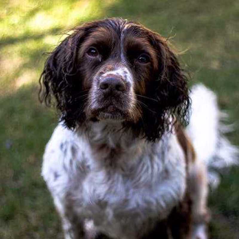 F.T. Springer Spaniel