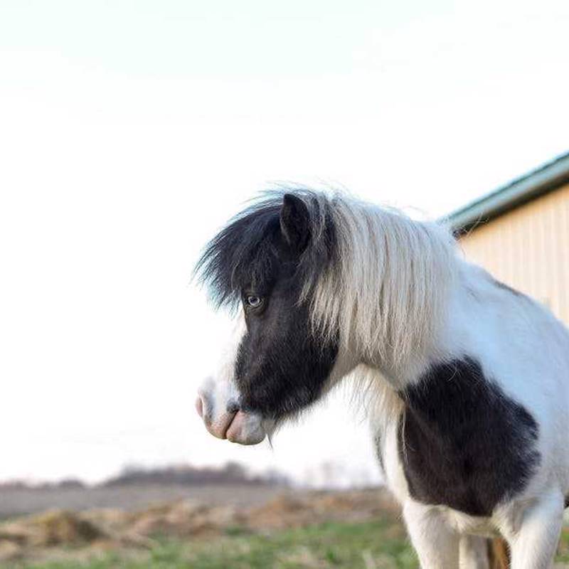 Falabella