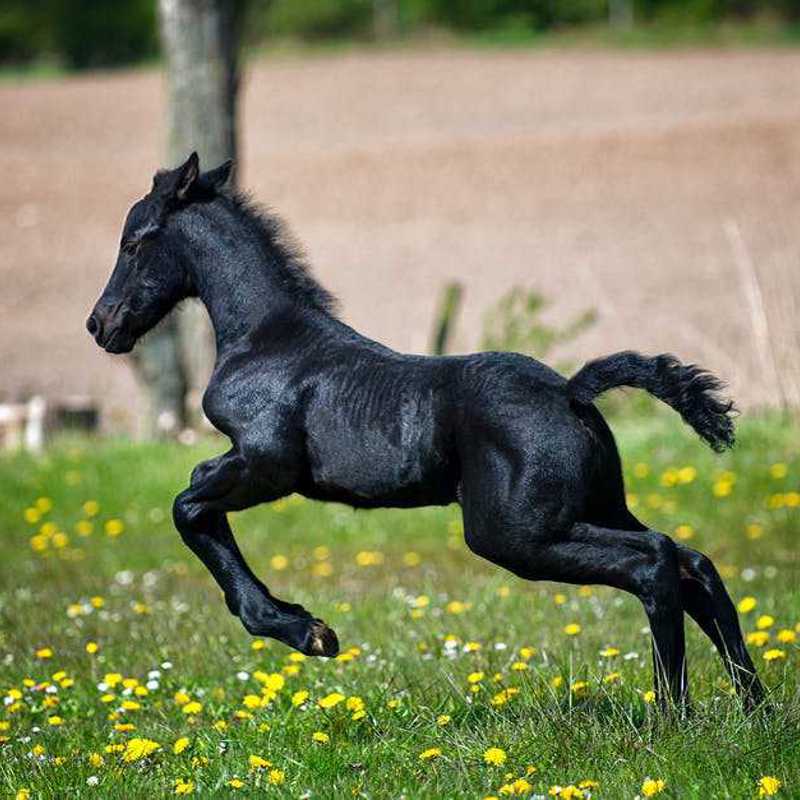 Fell Pony