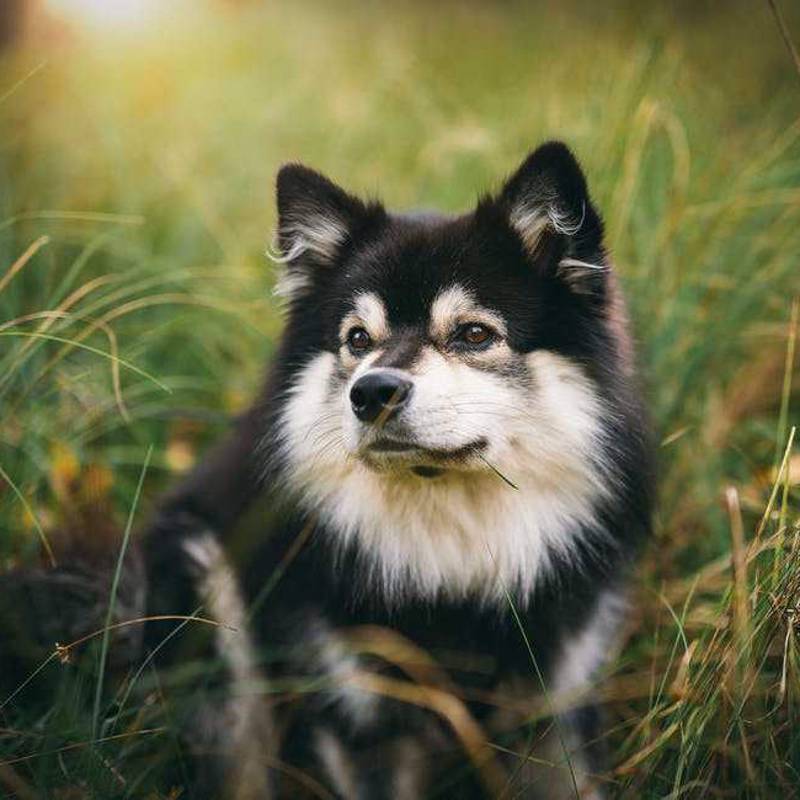 Finsk Lapphund