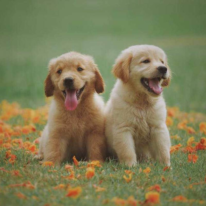 Flatcoated Retriever