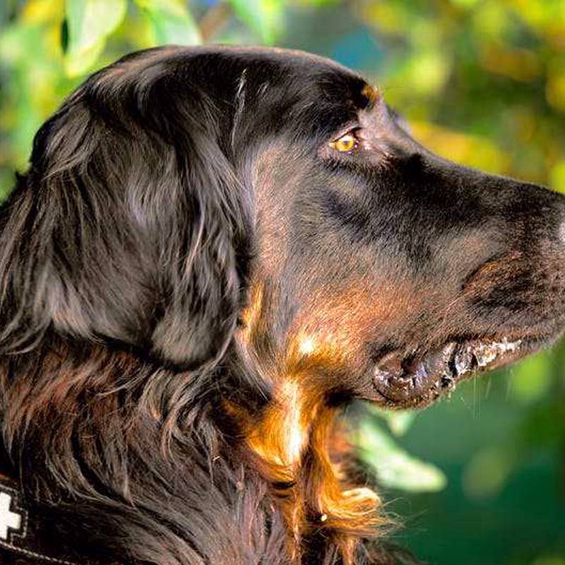 Gordon Setter