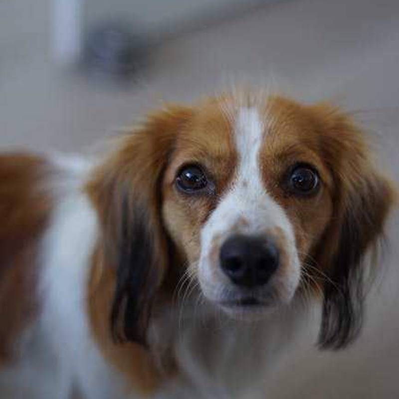 Hollandsk Kooikerhondje