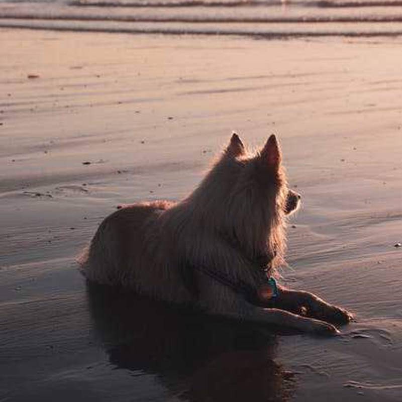 Keeshond