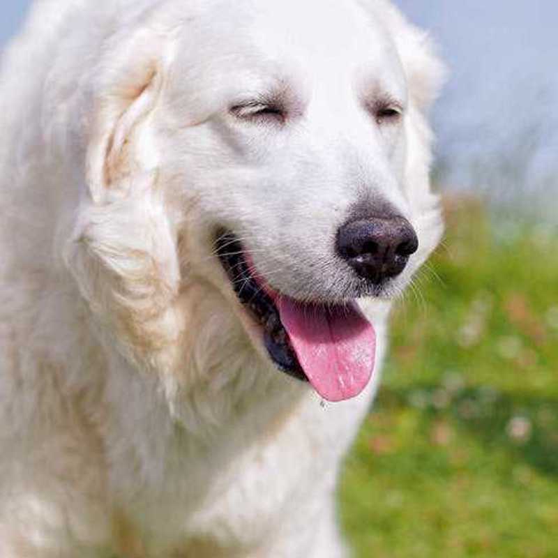 Kuvasz
