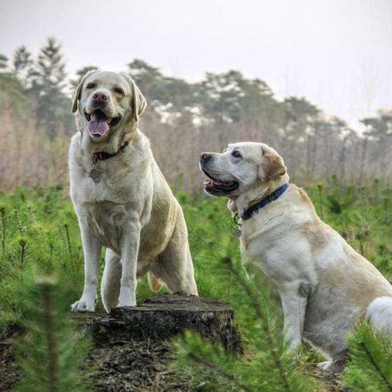 Labrador Retriever