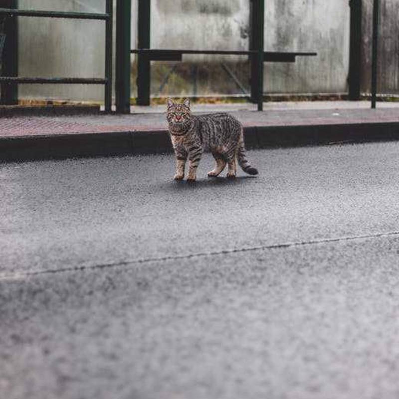 Manx