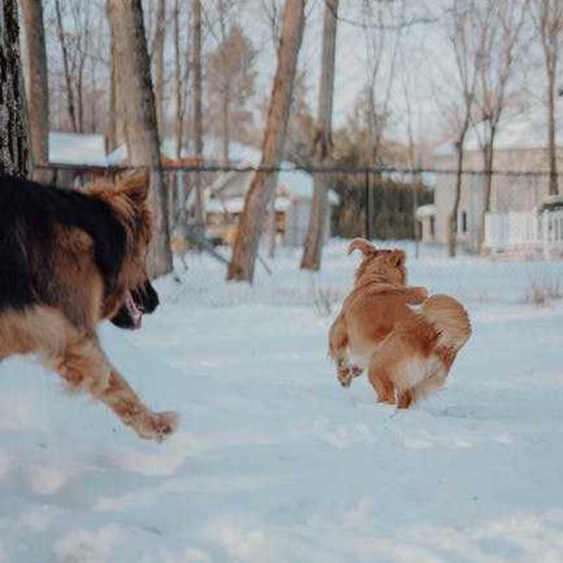 Nova Scotia Duck Tolling Retriever