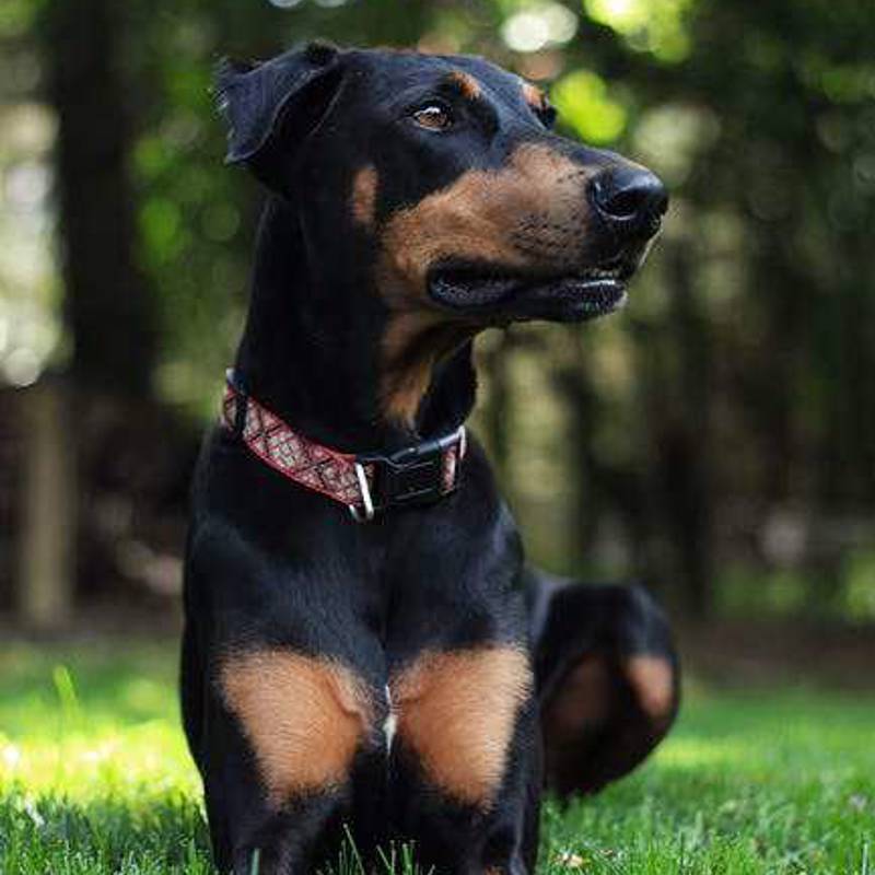 Østrigsk Pinscher