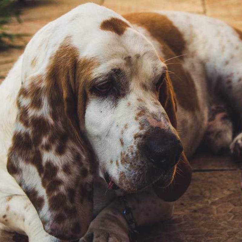 Petit Basset Griffon Vendéen