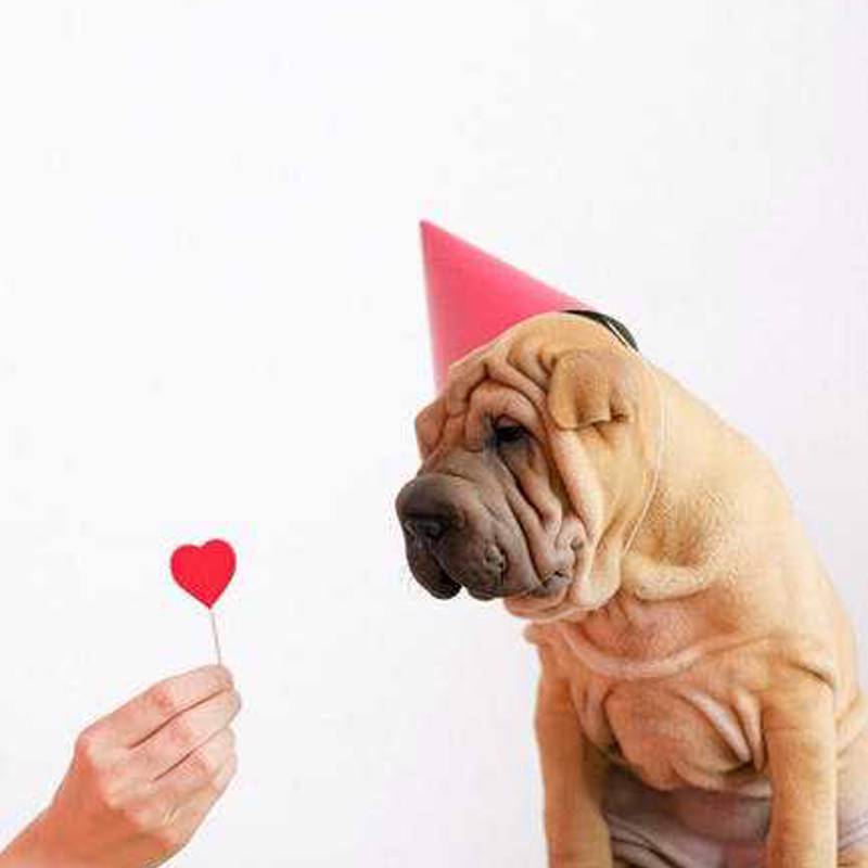 Shar Pei