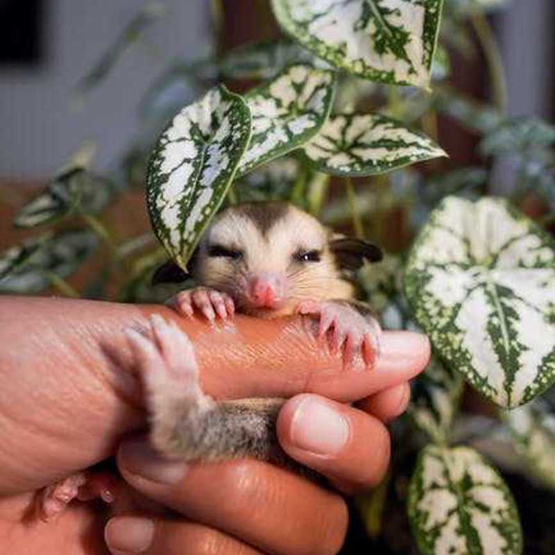 Sugar Glider