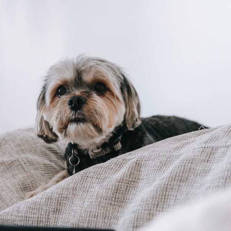 Terrier