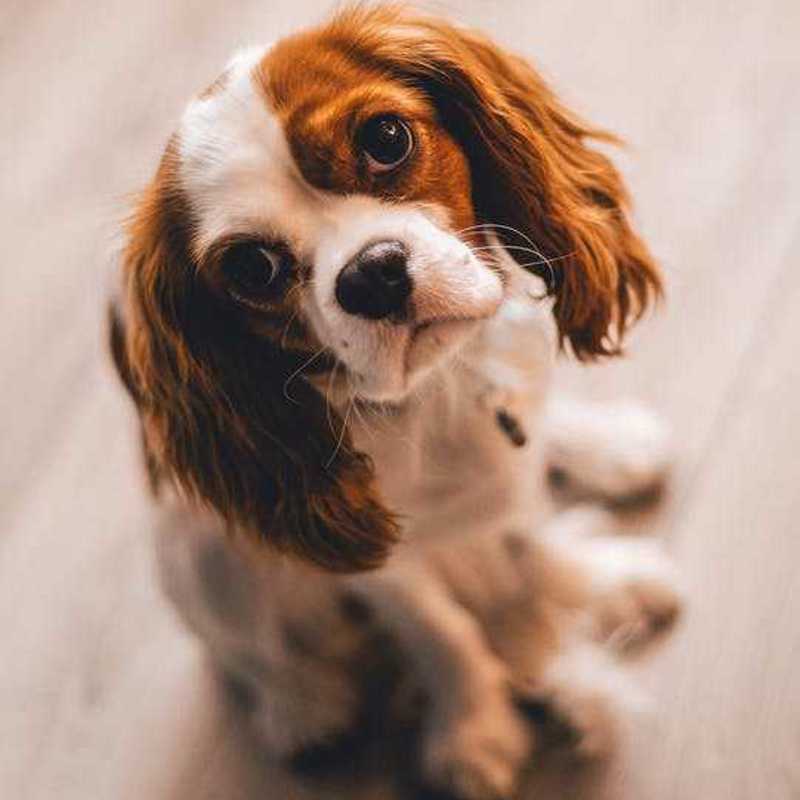 Tibetansk Spaniel