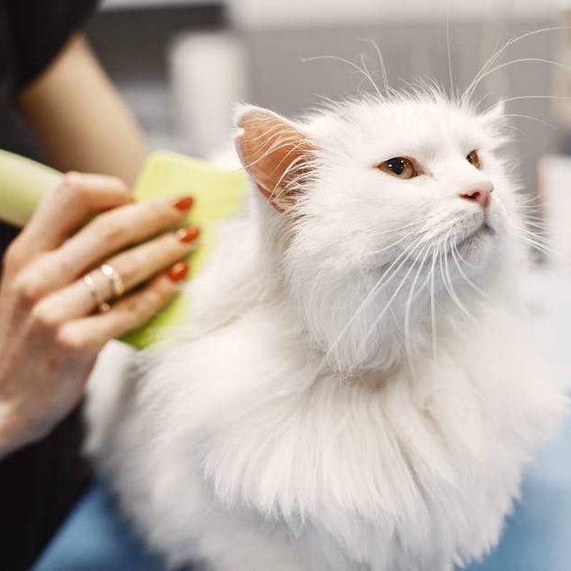 Tyrkisk Angora