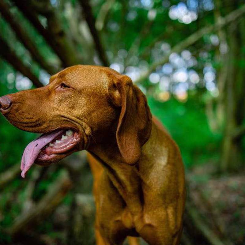Vizsla